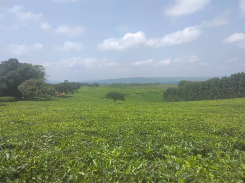 Beautiful tea farm landscape and processing area