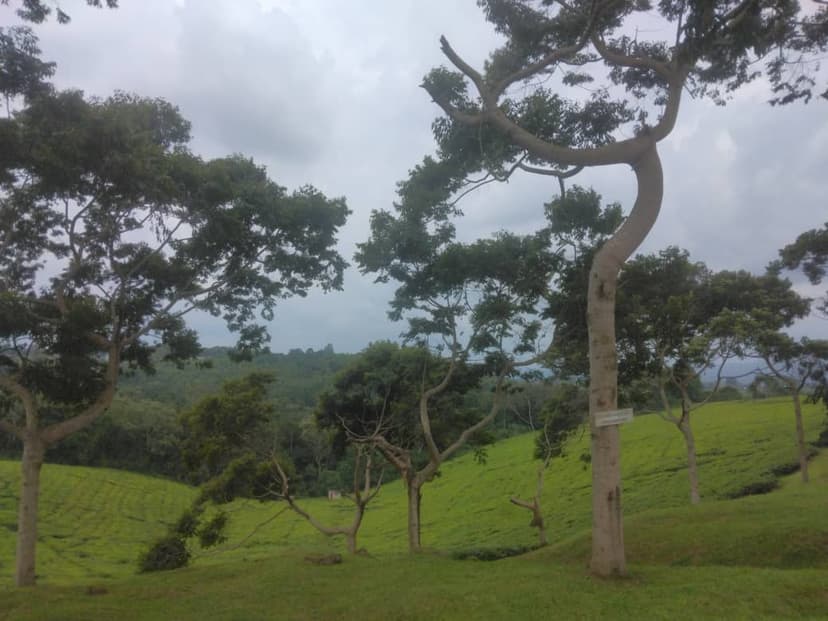 Close-up of fresh tea leaves showing their natural beauty and quality