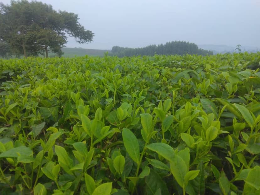Tea bushes in different stages of growth showing the farming process