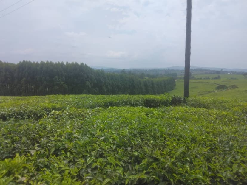 Natural tea garden environment with diverse vegetation and wildlife