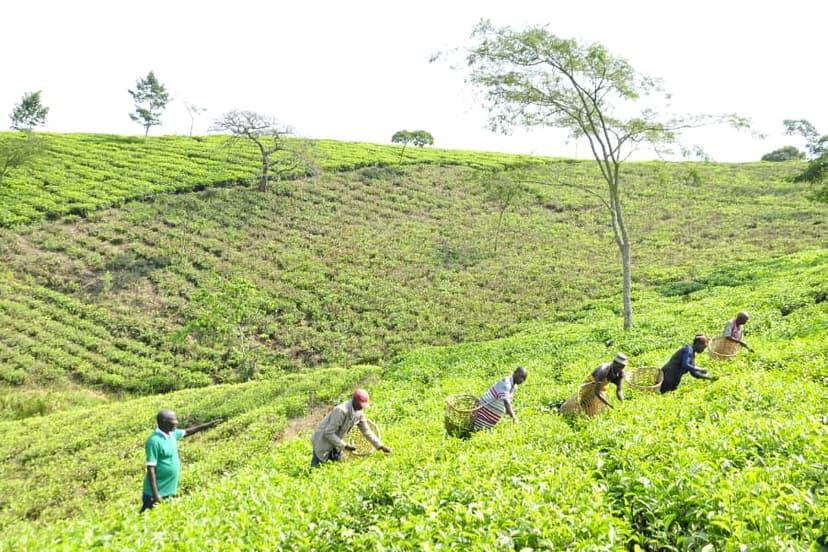 Tea processing facility with traditional equipment